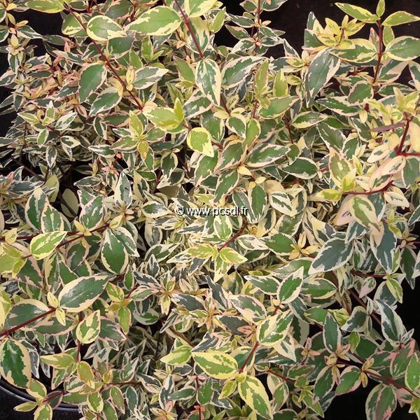 Abelia grandiflora Tricolor Charm (2)