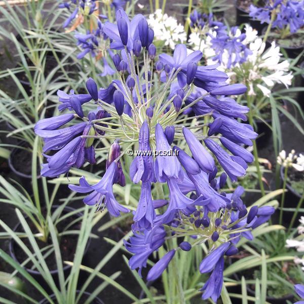 Agapanthus Flower of Love (2)