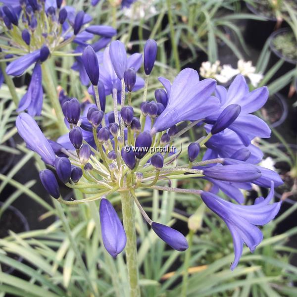 Agapanthus Flower of Love (3)