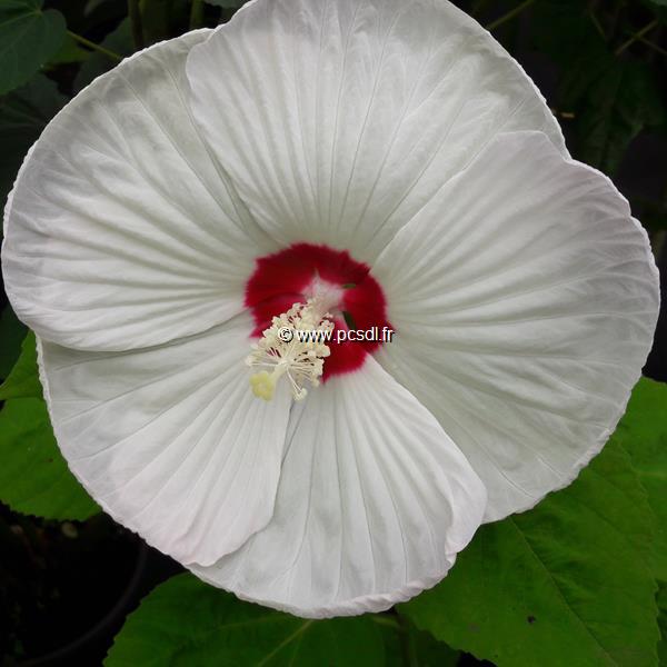 Hibiscus moscheutos Blanc coeur rouge (2)