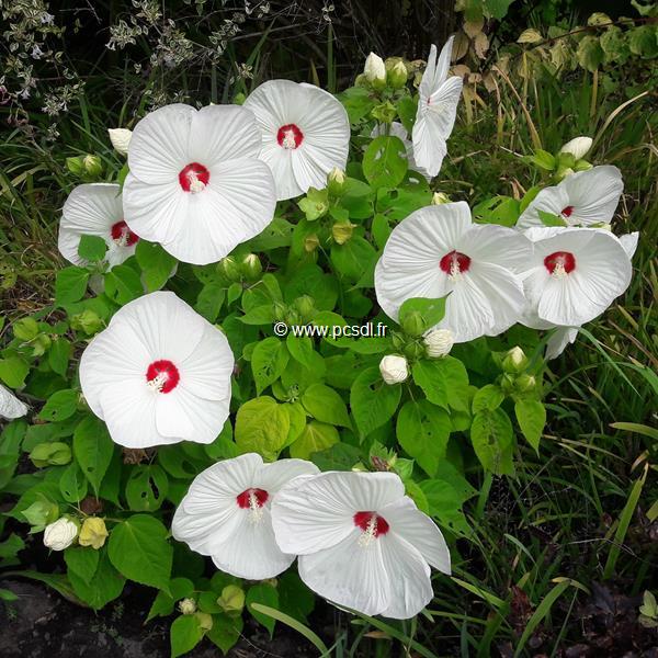 Hibiscus moscheutos Blanc coeur rouge