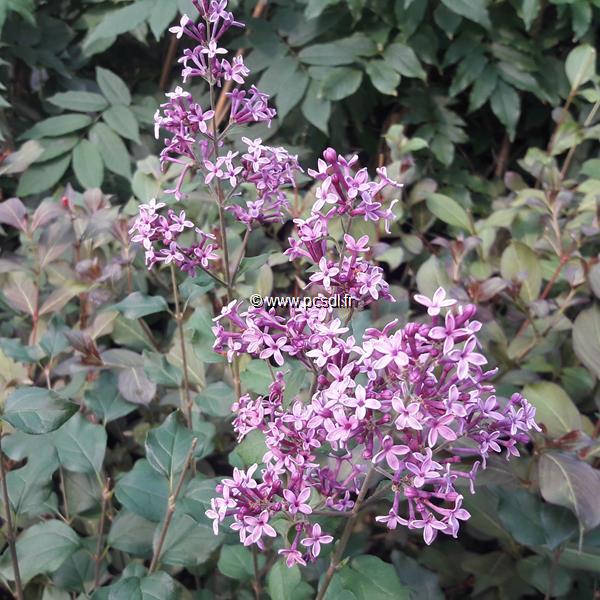 Syringa Jo Big Purple