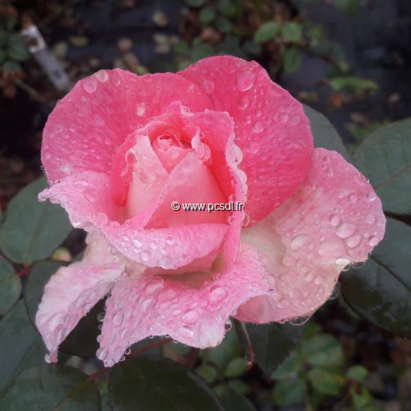 Rosa Born o  Odore  C4L 40 60 Tous les arbustes 