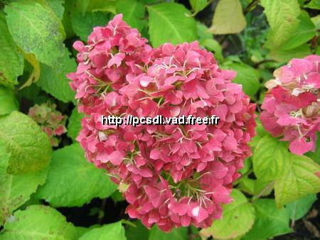 l_hydrangea%20macrophylla%20nymphe