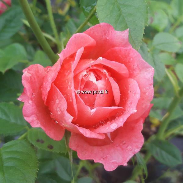 Rosa Briosa (2)