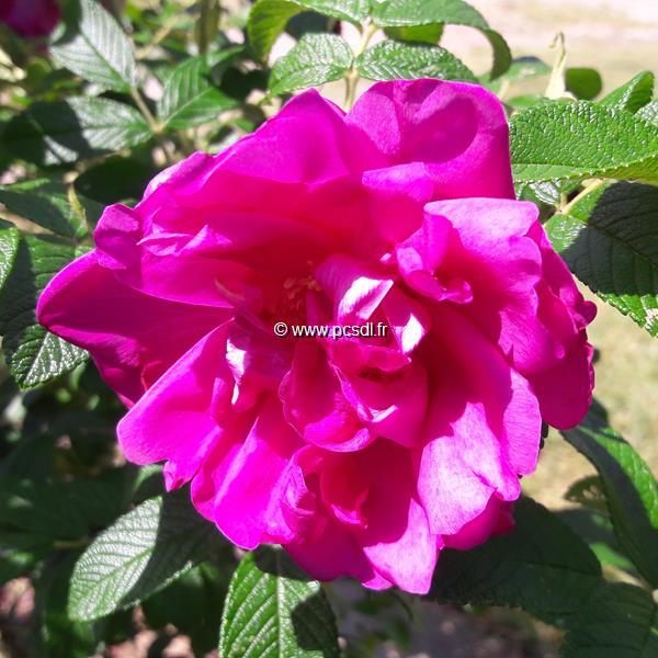 Rosa rugosa Exception (1)
