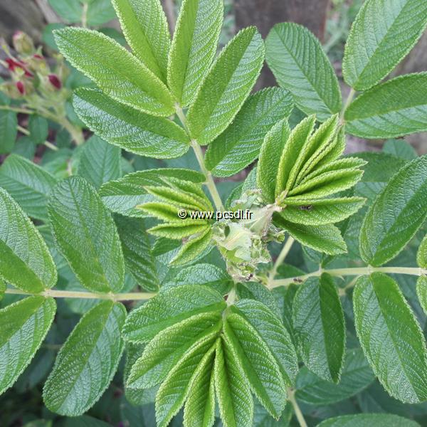 Rosa rugosa Exception (7)
