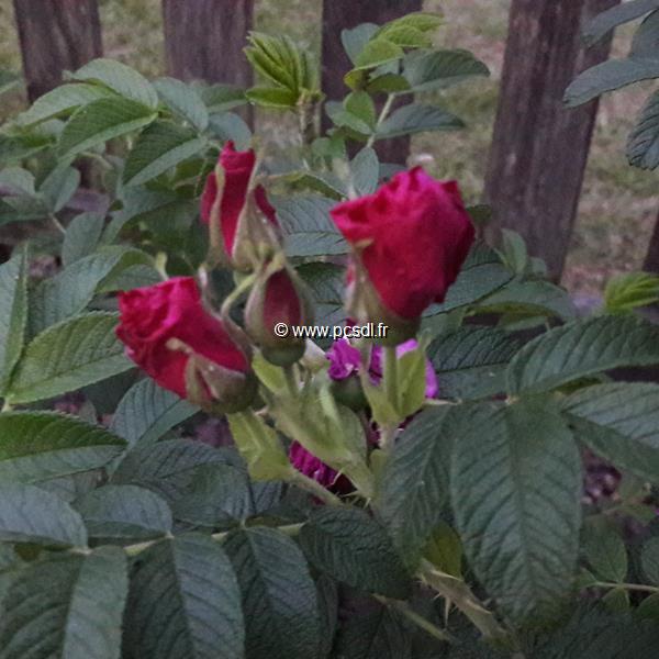 Rosa rugosa Exception (3)