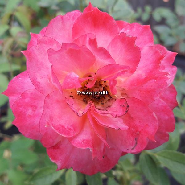 Rosa Briosa