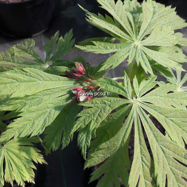 Acer japonicum Aconitifolium (1)