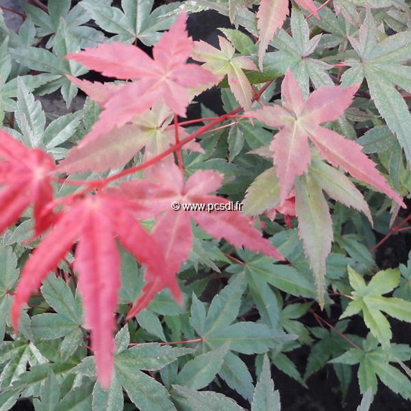 Acer palmatum Beni Maiko (3)