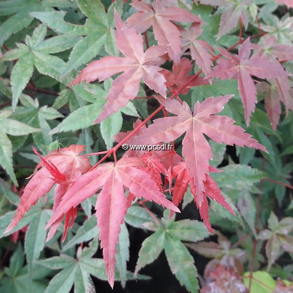 Acer palmatum Beni Maiko (2)