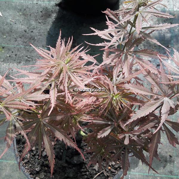 Acer palmatum Jerre Schwartz (3)