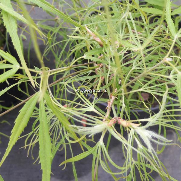 Acer palmatum Koto no Ito (4)
