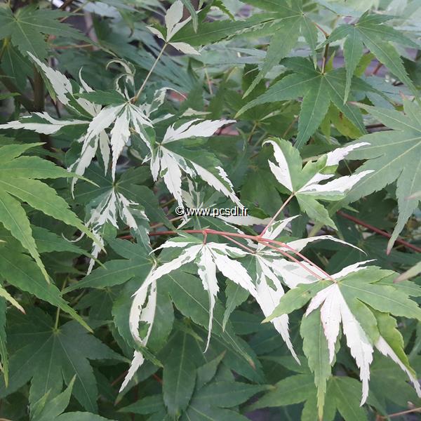 Acer palmatum Orido Nishiki (1)