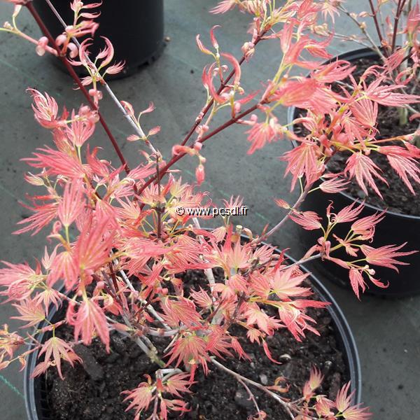 Acer palmatum Wilsons Pink Dwarf