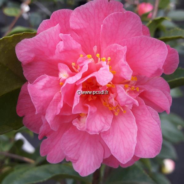 Camellia Fragrant Pink (2)