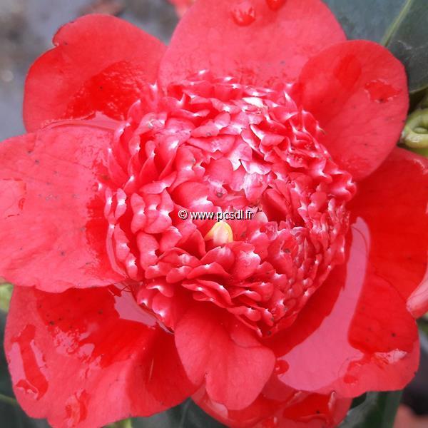 Camellia japonica Bobs Tinsie