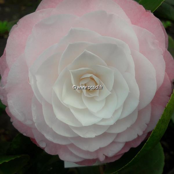 Camellia japonica Desire