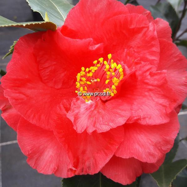 Camellia japonica Holly Bright (2)