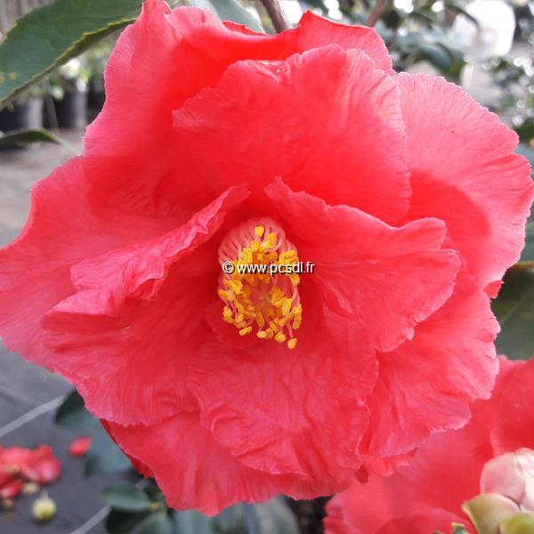 Camellia japonica Holly Bright (3)
