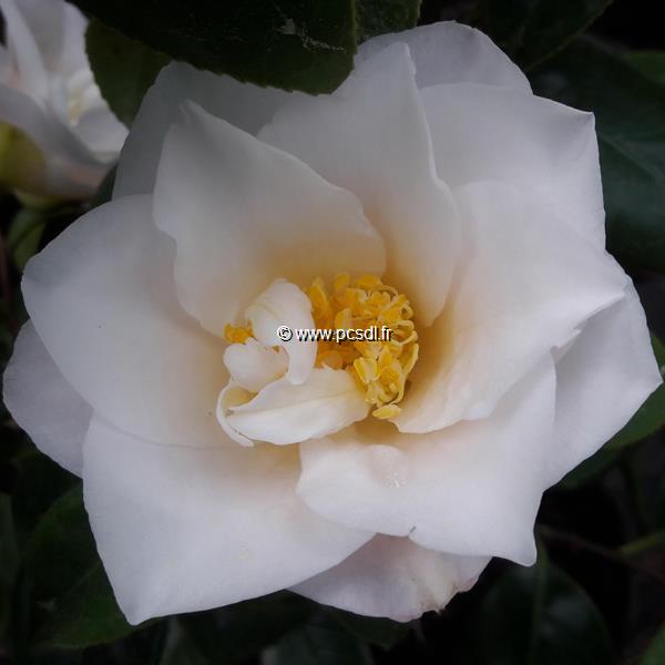 Camellia japonica Lilian Ricketts