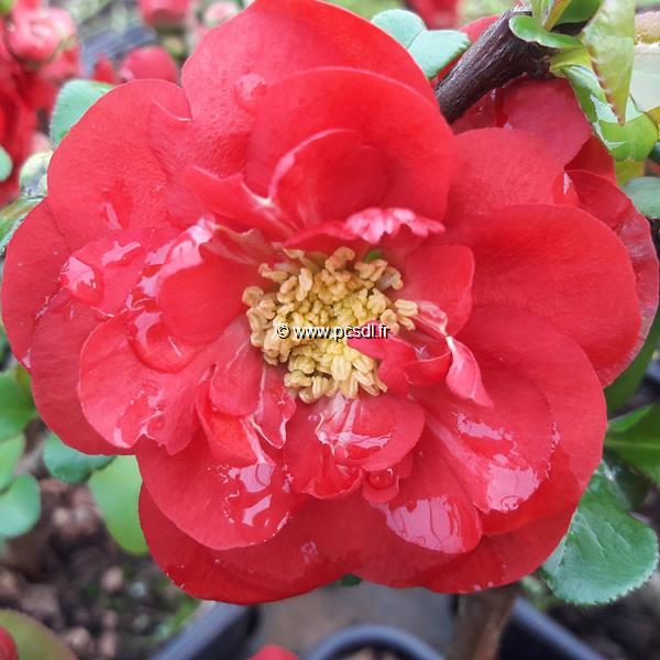 Chaenomeles Scarlet Storm (2)