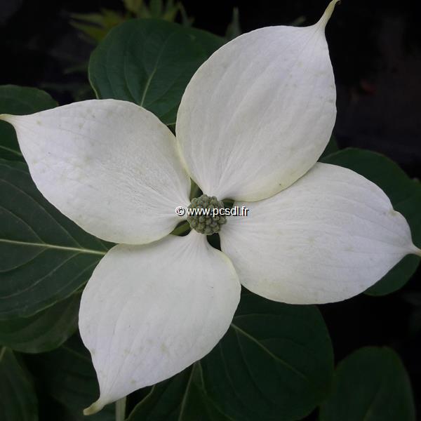 Cornus kousa China Girl (3)