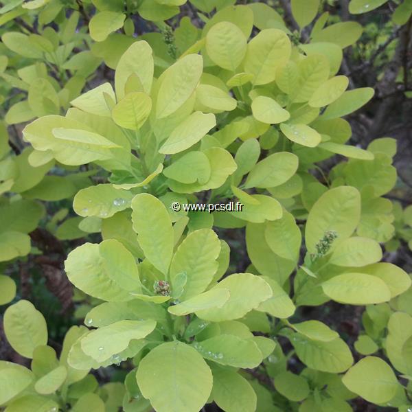 Cotinus cogyggria Aurea