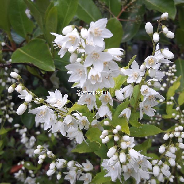 Deutzia gracilis Aureovariegata (2)