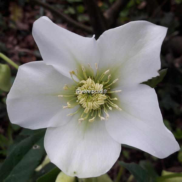 Helleborus orientalis blanc (4)