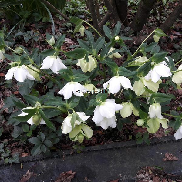 Helleborus orientalis blanc (2)