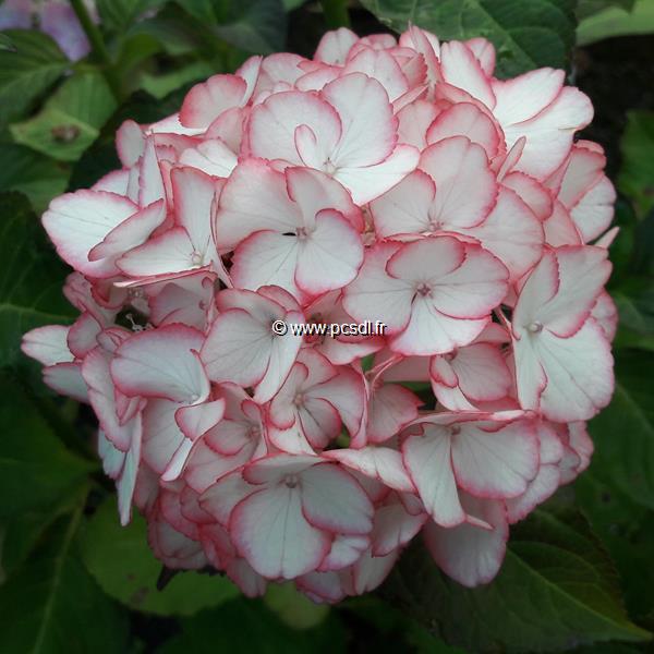 Hydrangea macrophylla Alice (1)