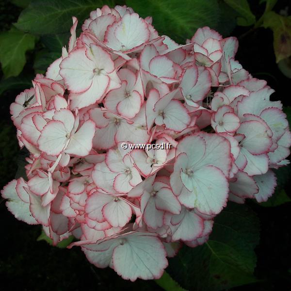 Hydrangea macrophylla Alice (2)