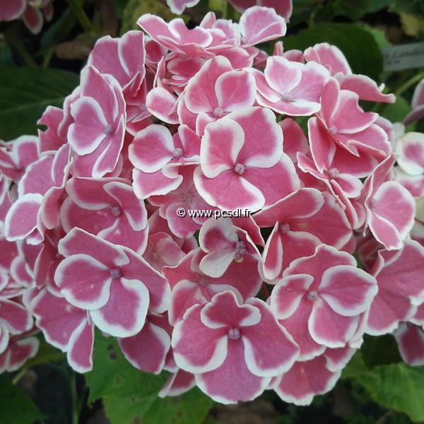 Hydrangea macrophylla Bavaria (3)