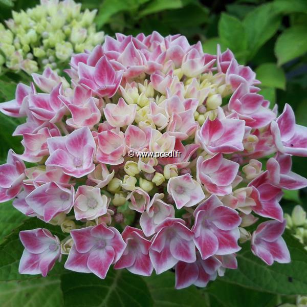 Hydrangea macrophylla Camillia