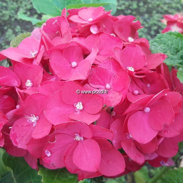 Hydrangea macrophylla Fireworks (2)