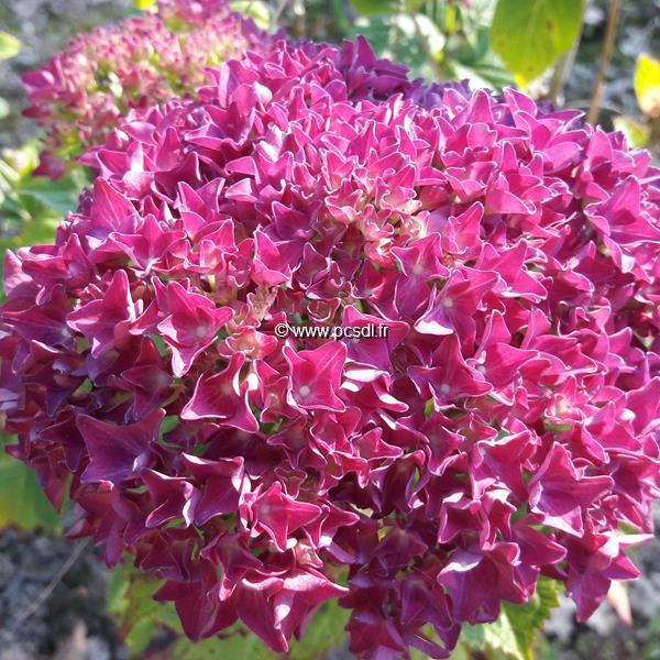 Hydrangea macrophylla Hobergine