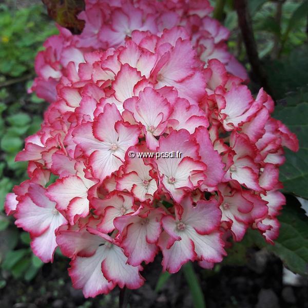 Hydrangea macrophylla Julia (2)