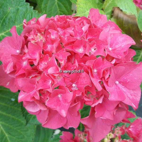 Hydrangea macrophylla Merkur (2)