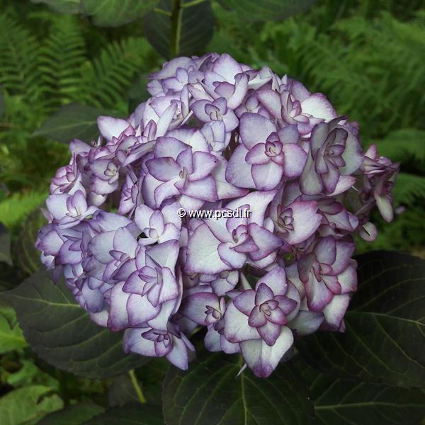 Hydrangea macrophylla Miss Saori (2)