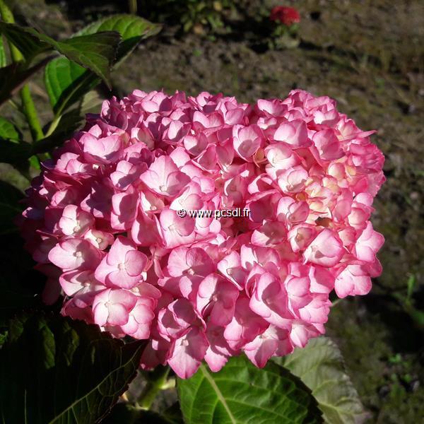 Hydrangea macrophylla Sophia