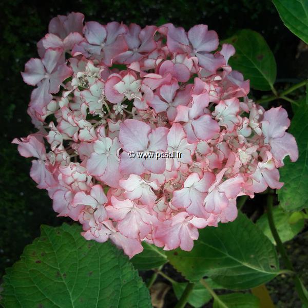 Hydrangea macrophylla Sunny (1)