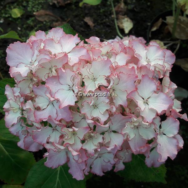 Hydrangea macrophylla Sunny (2)