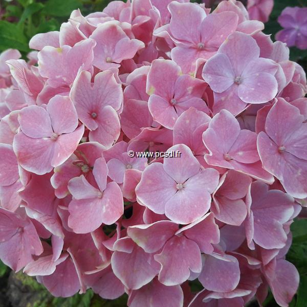 Hydrangea macrophylla Tandem (2)