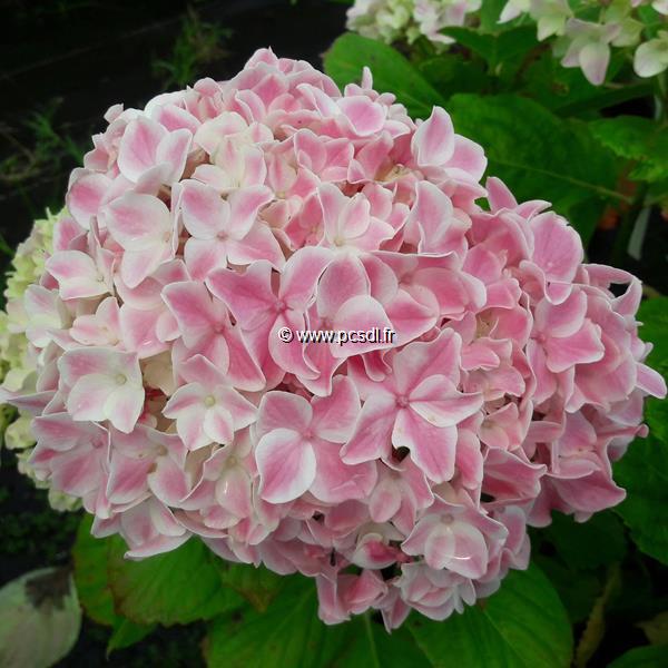 Hydrangea macrophylla Tivoli