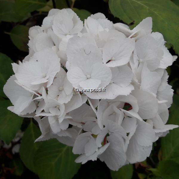 Hydrangea macrophylla Zebra