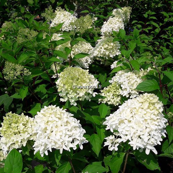 Hydrangea paniculata Skyfall (1)