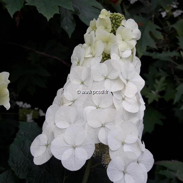 Hydrangea quercifolia Snowqueen (3)
