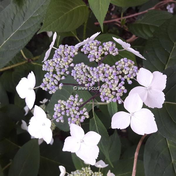 Hydrangea serrata Garyswood (2)